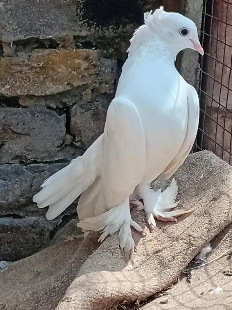 lucky kabootar