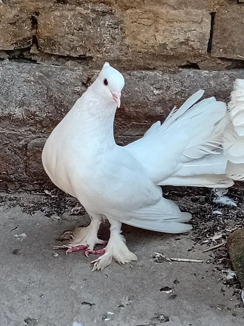 lucky kabootar — photo 3