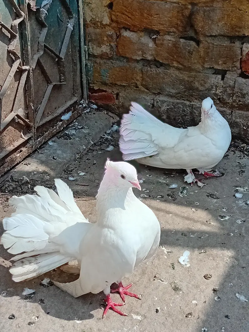 lucky kabootar — photo 4
