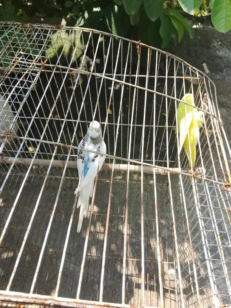 budgies home breed parrot