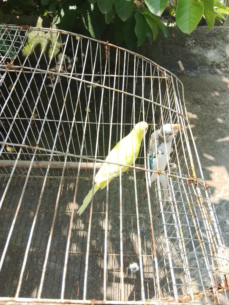 budgies home breed parrot — photo 2