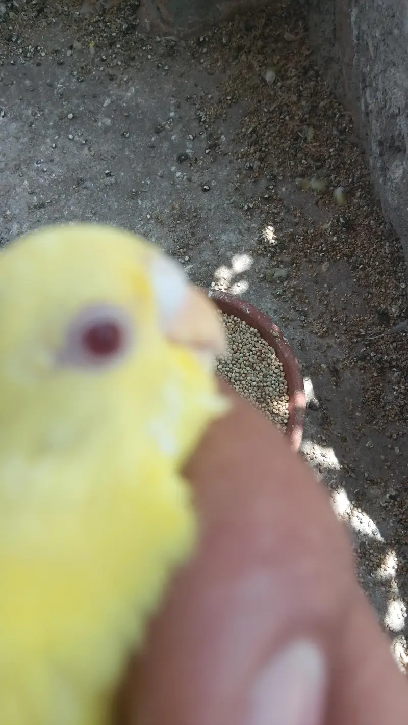 budgies home breed parrot — photo 3