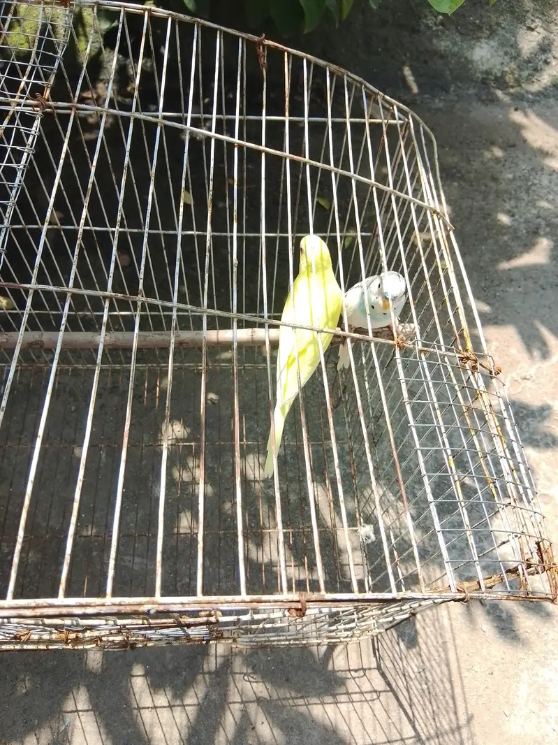 budgies home breed parrot — photo 4
