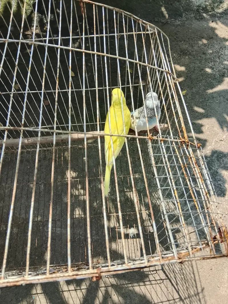 budgies home breed parrot — photo 5
