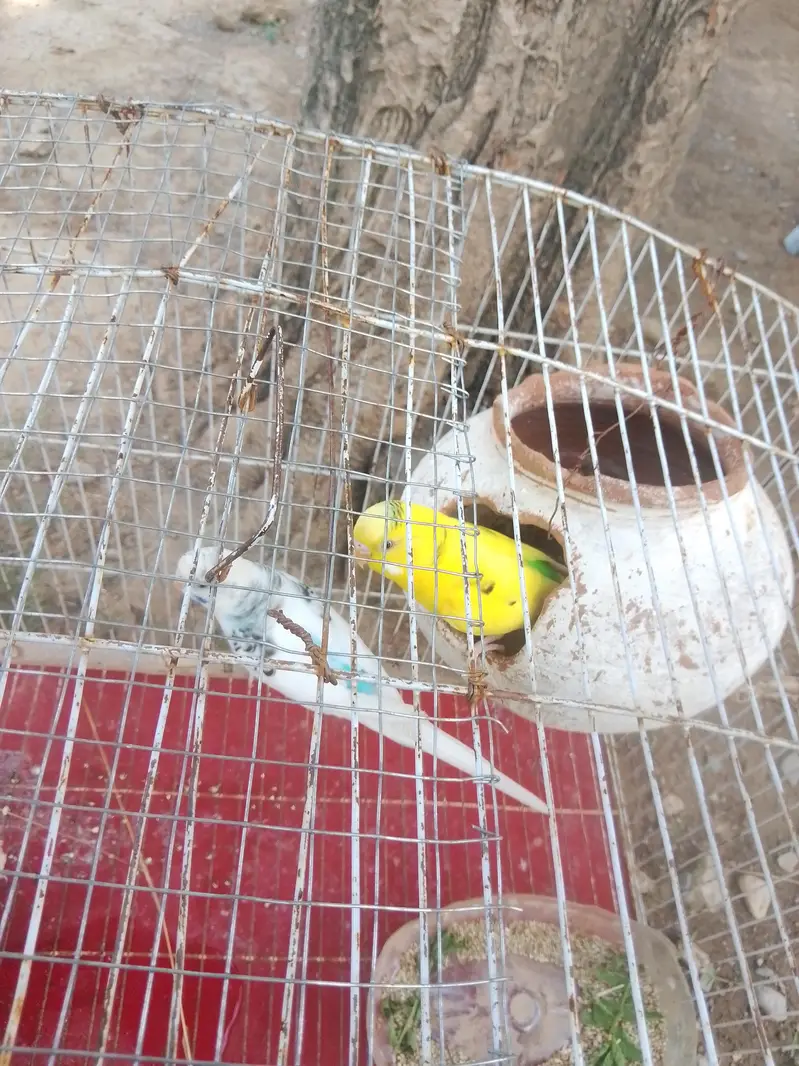 budgies home breed parrot — photo 6
