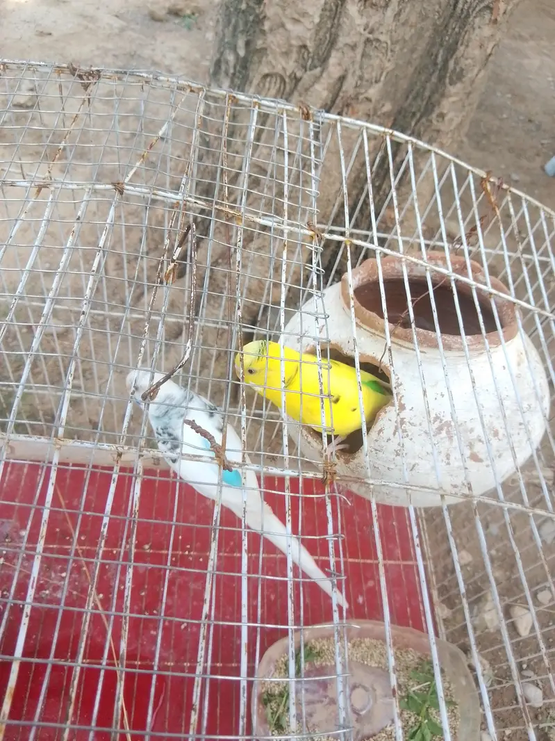 budgies home breed parrot — photo 7