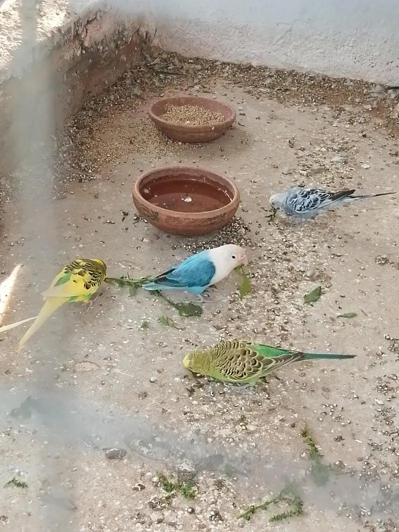 budgies home breed parrot — photo 8