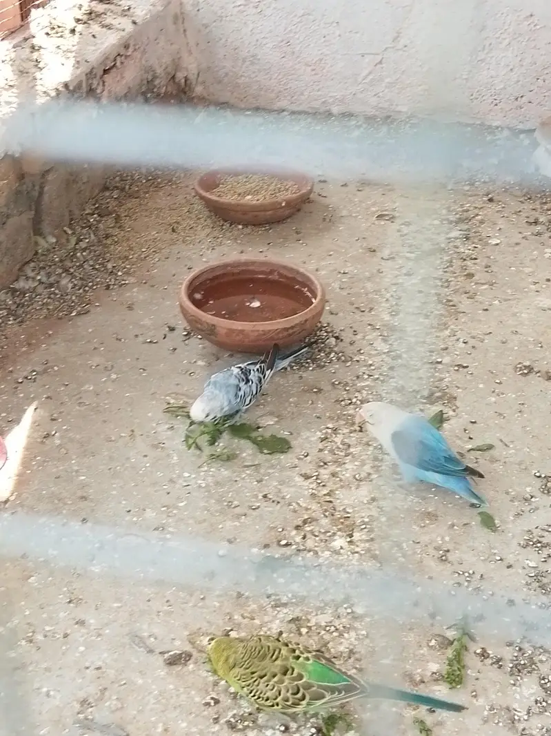 budgies home breed parrot — photo 9