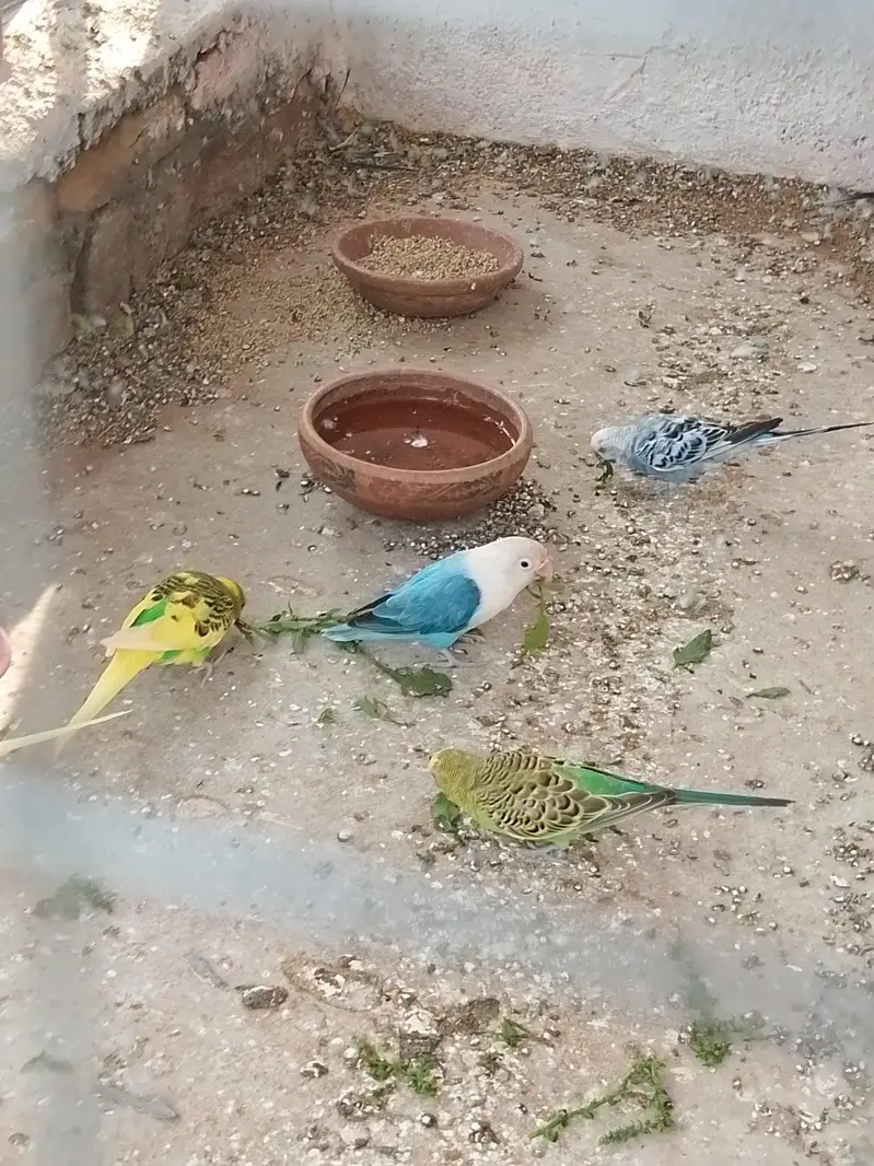 budgies home breed parrot — photo 10