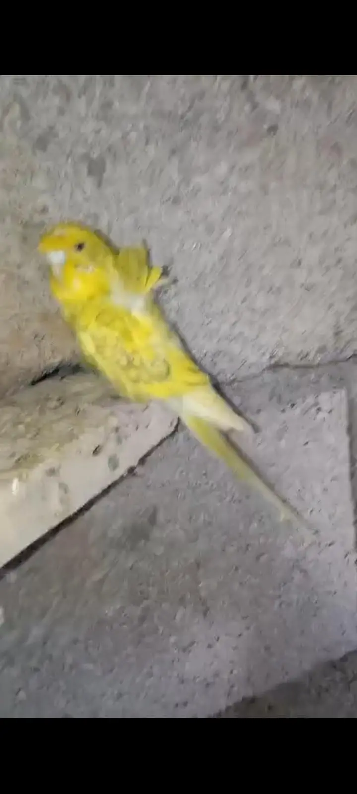 budgies home breed parrot — photo 11
