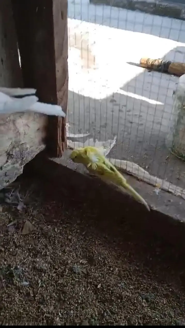 budgies home breed parrot — photo 12