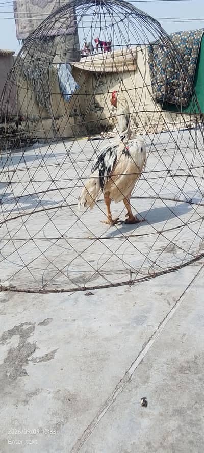 quality cheena patha urgent for sale