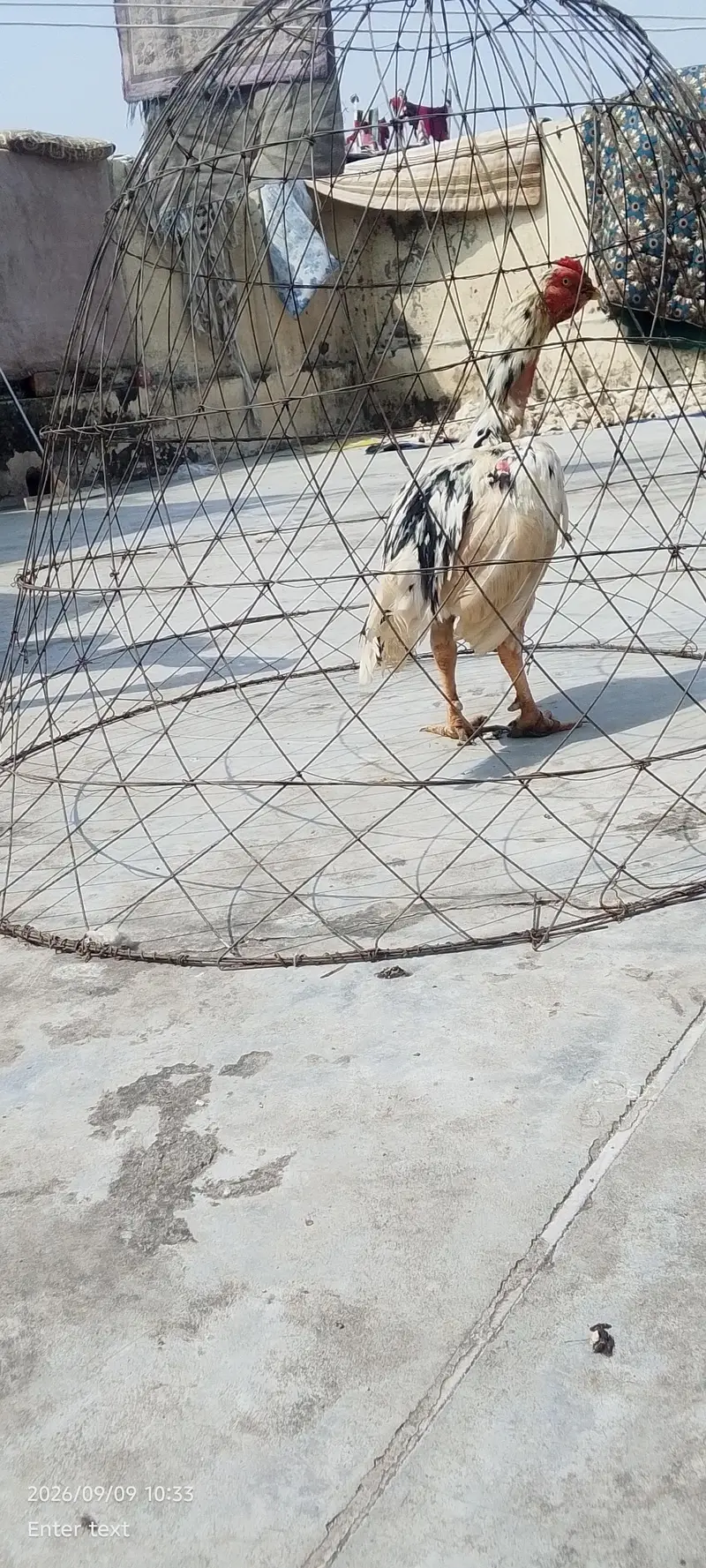 quality cheena patha urgent for sale — photo 2