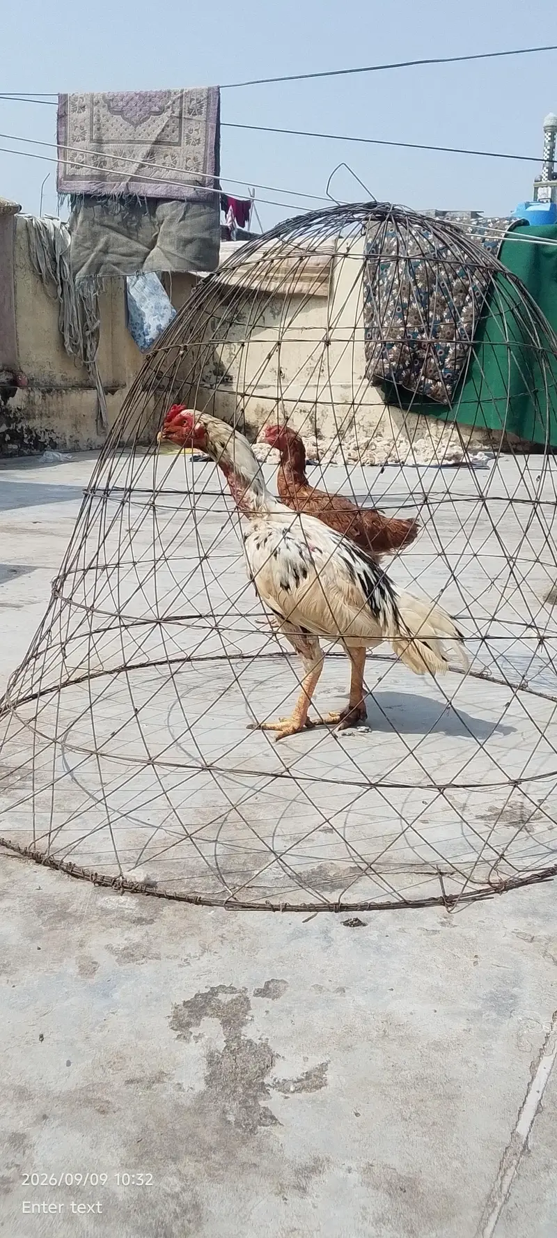 quality cheena patha urgent for sale — photo 3