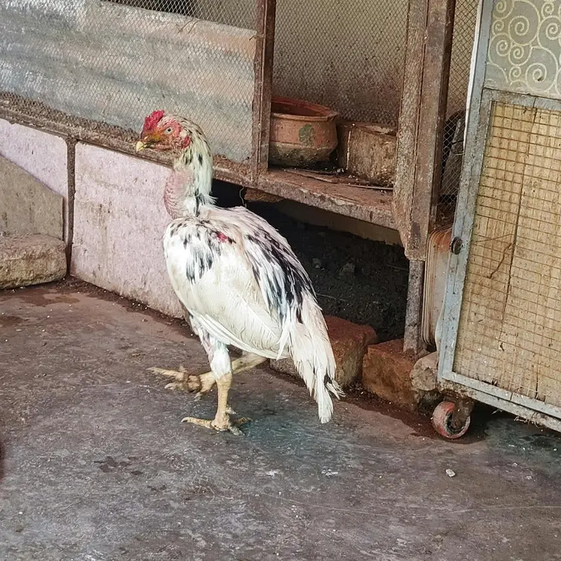 quality cheena patha urgent for sale — photo 4