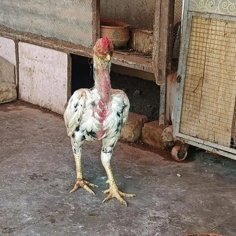 quality cheena patha urgent for sale — photo 5