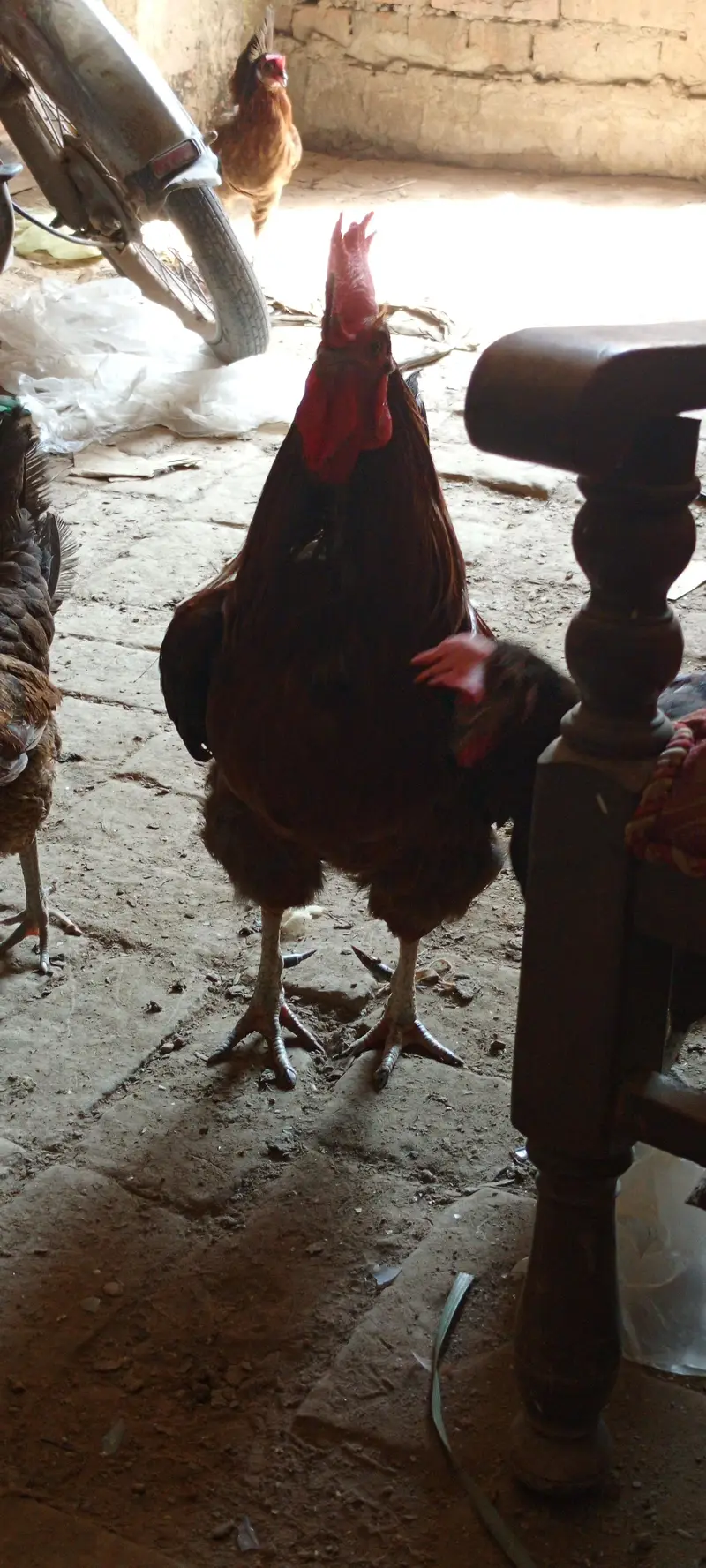 10 hens + 2 murghy — photo 2