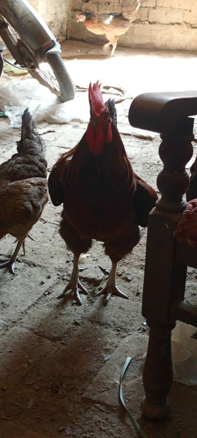 10 hens + 2 murghy — photo 3