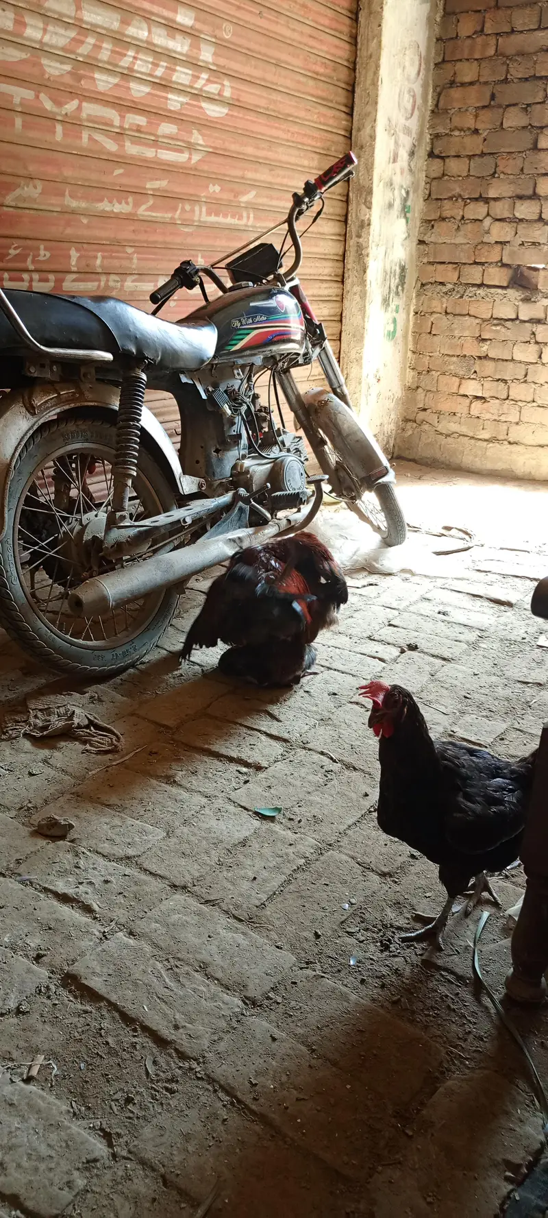 10 hens + 2 murghy — photo 4