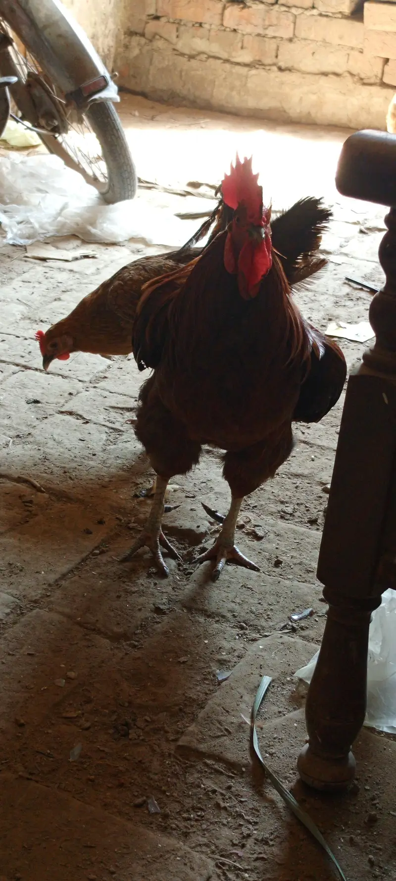 10 hens + 2 murghy — photo 5