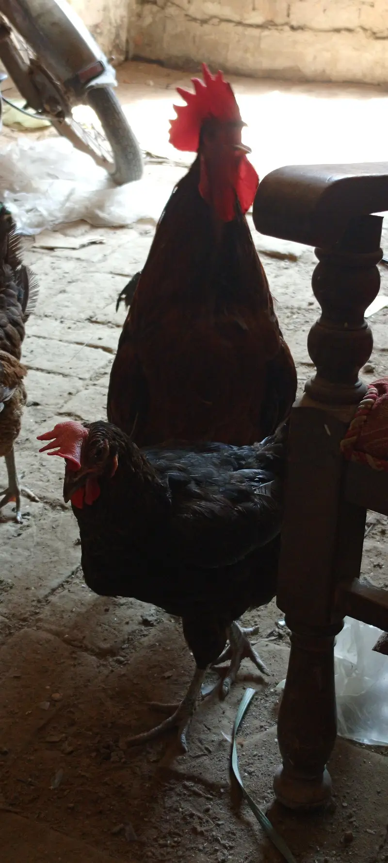 10 hens + 2 murghy — photo 6