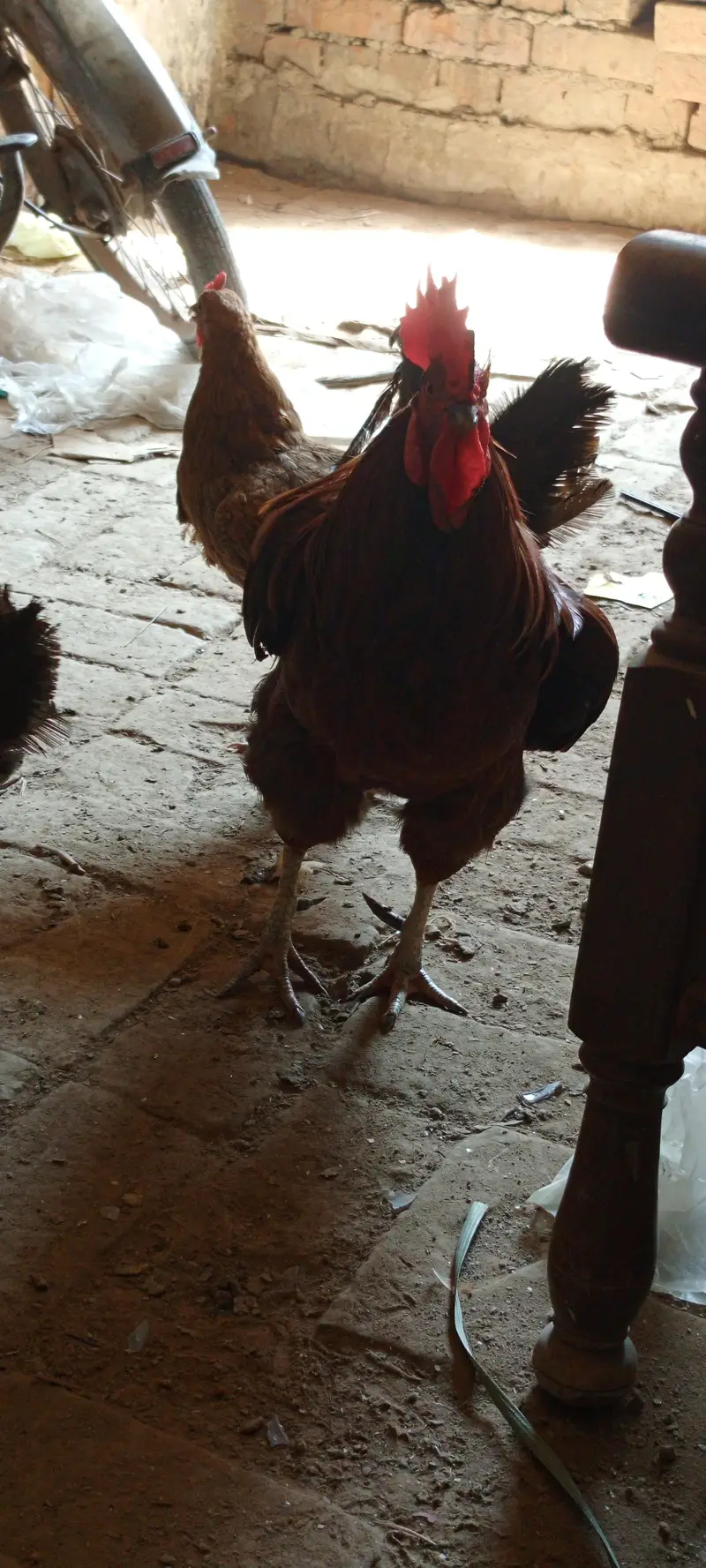 10 hens + 2 murghy — photo 7