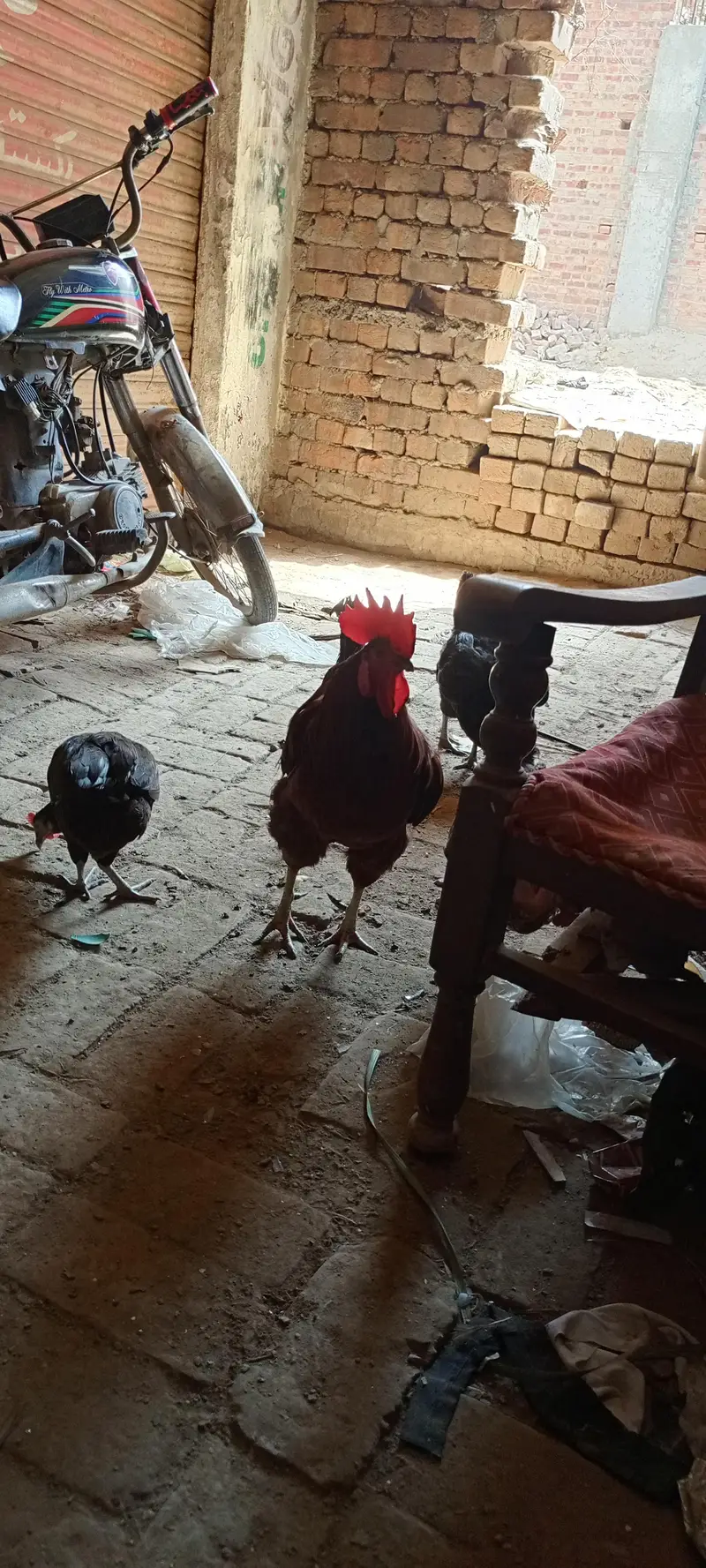 10 hens + 2 murghy — photo 8