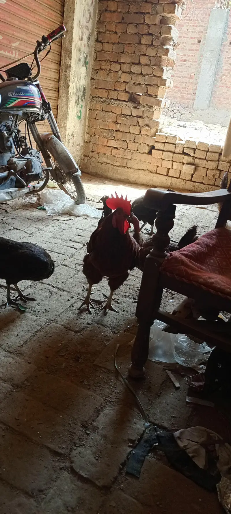 10 hens + 2 murghy — photo 9