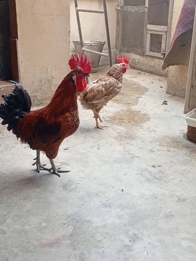 misri pair for sale