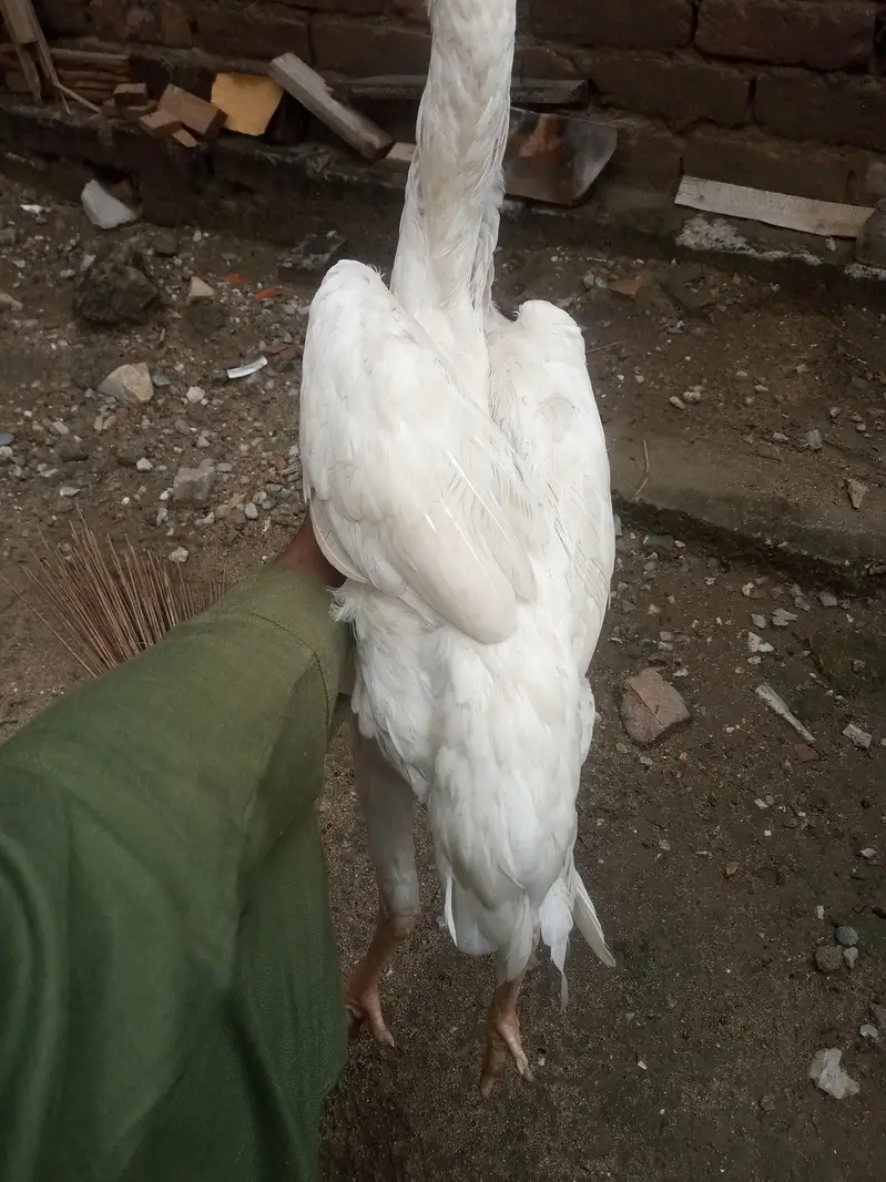 heera shamu read add — photo 3