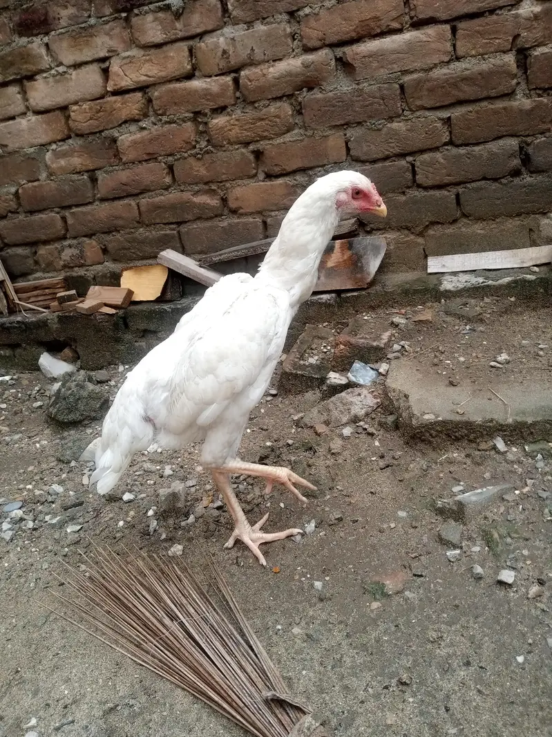 heera shamu read add — photo 4
