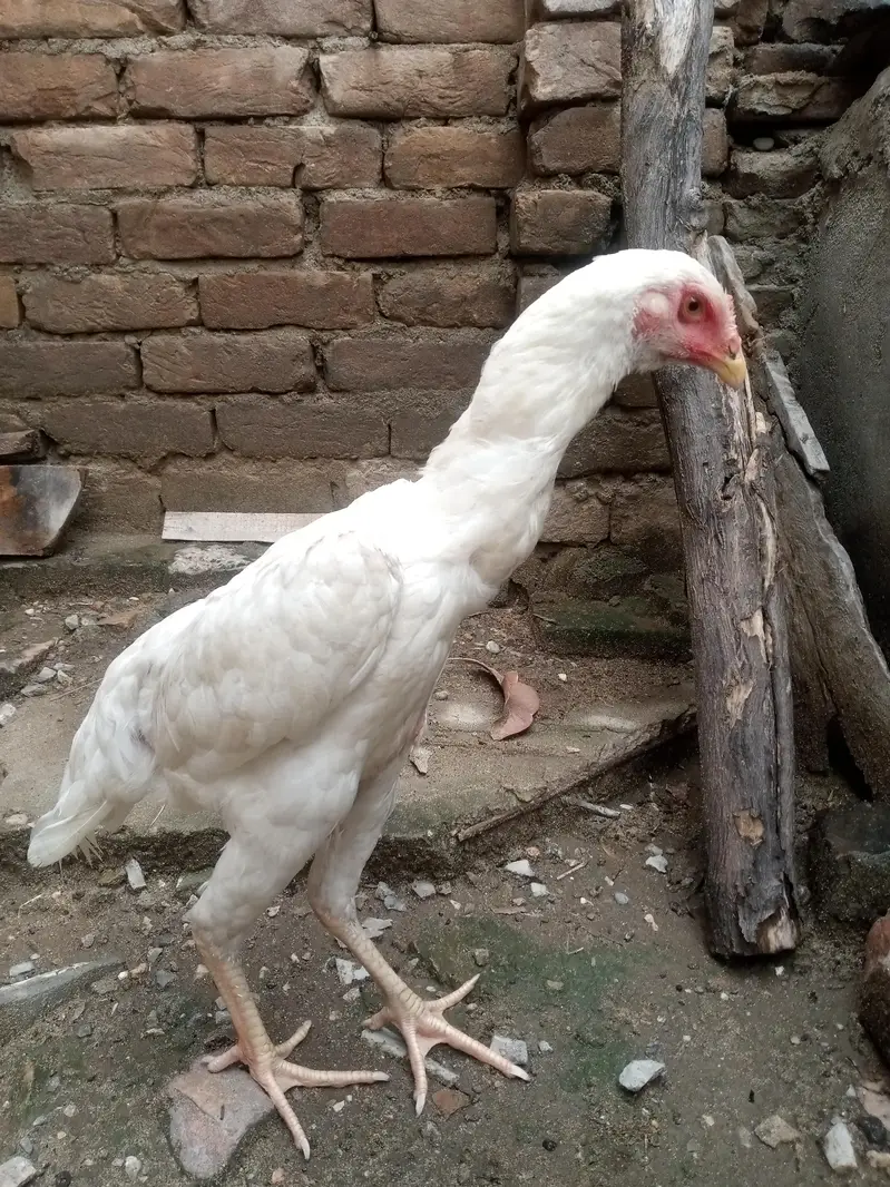heera shamu read add — photo 5