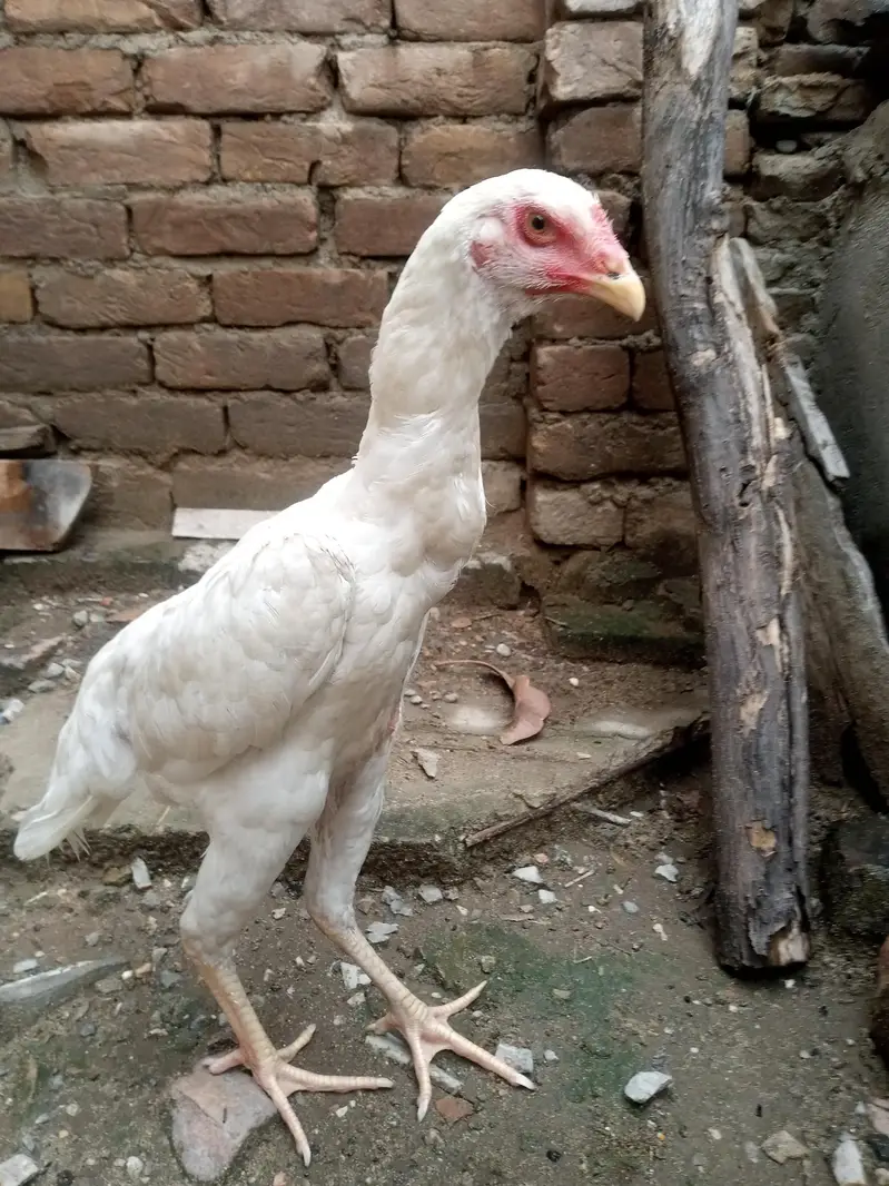 heera shamu read add — photo 6