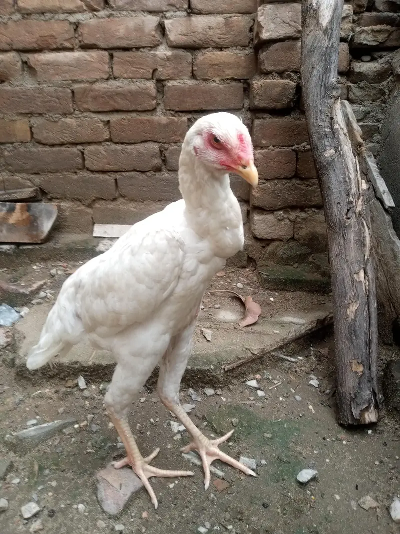 heera shamu read add — photo 7