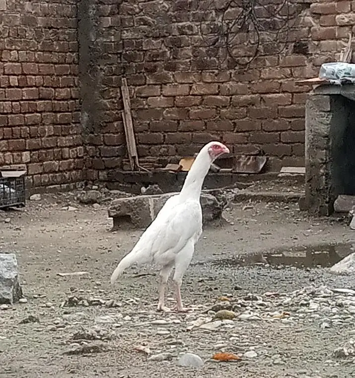 heera shamu read add — photo 11
