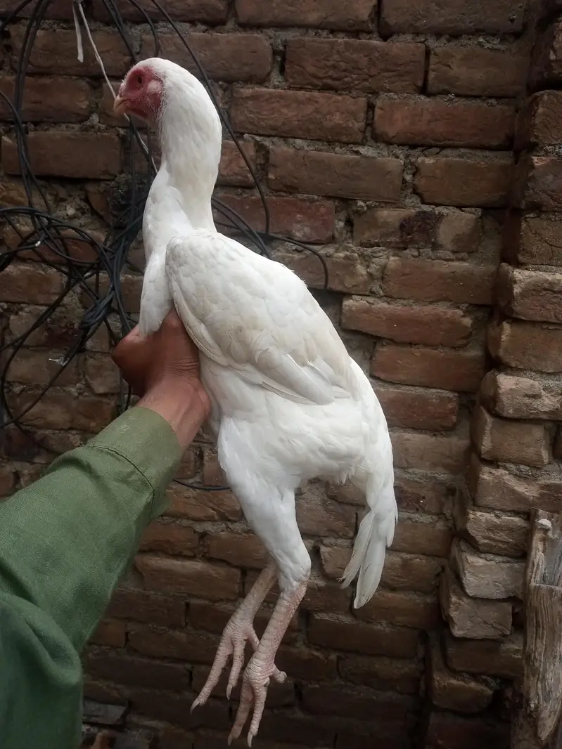 heera shamu read add — photo 12