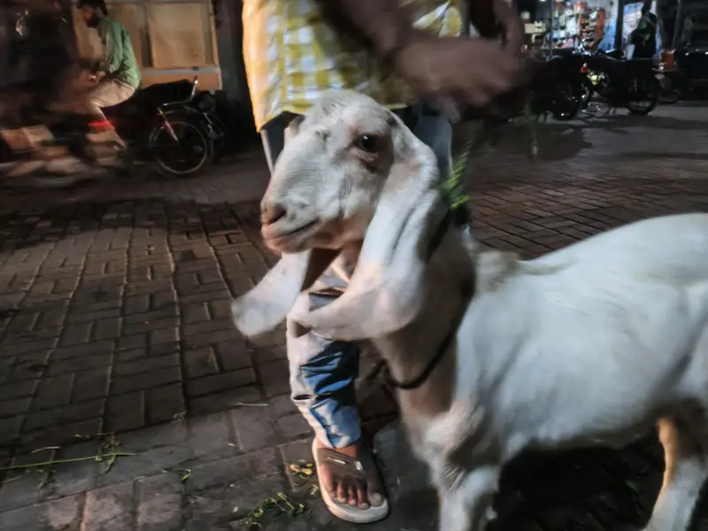 Tapra hai — photo 2