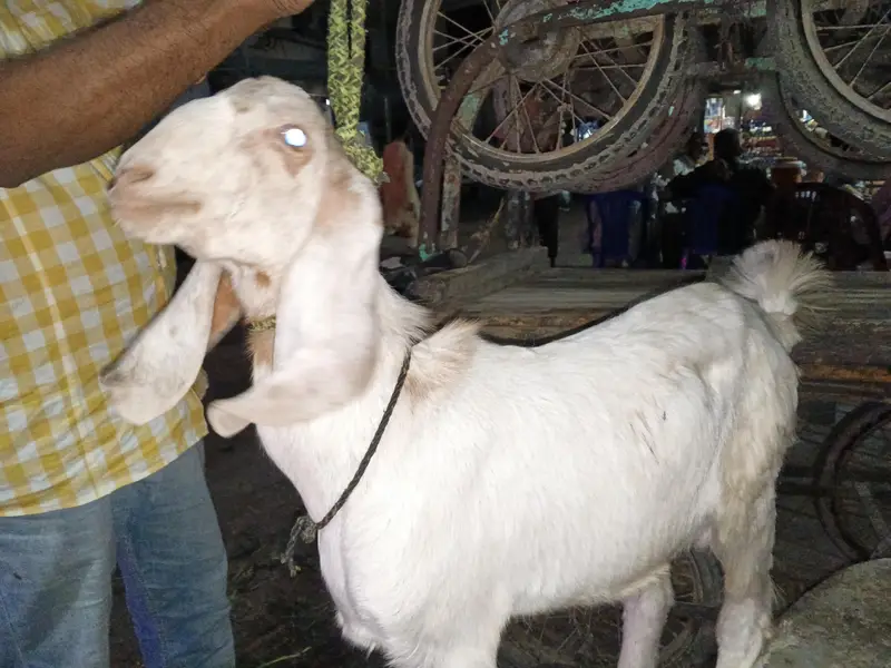 Tapra hai — photo 3