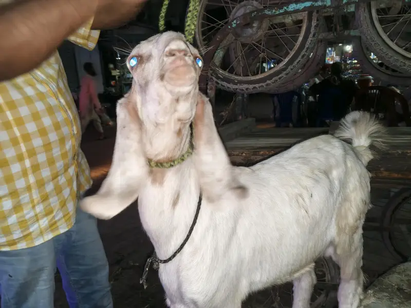 Tapra hai — photo 5