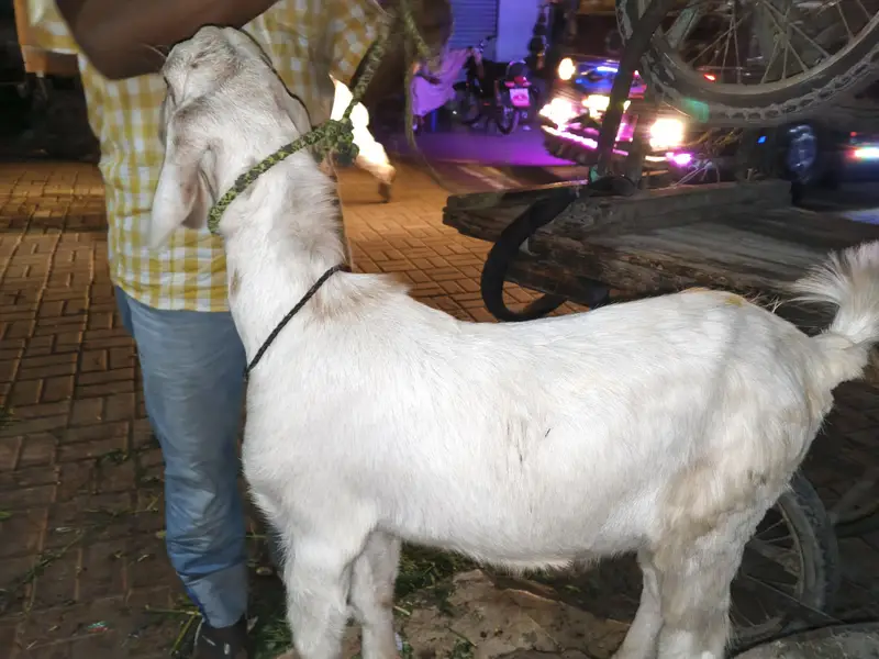 Tapra hai — photo 6