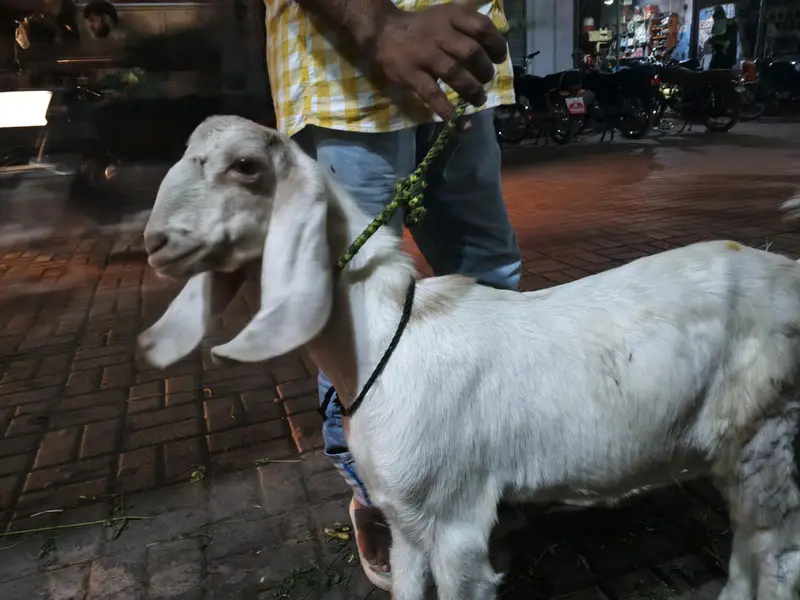 Tapra hai — photo 7