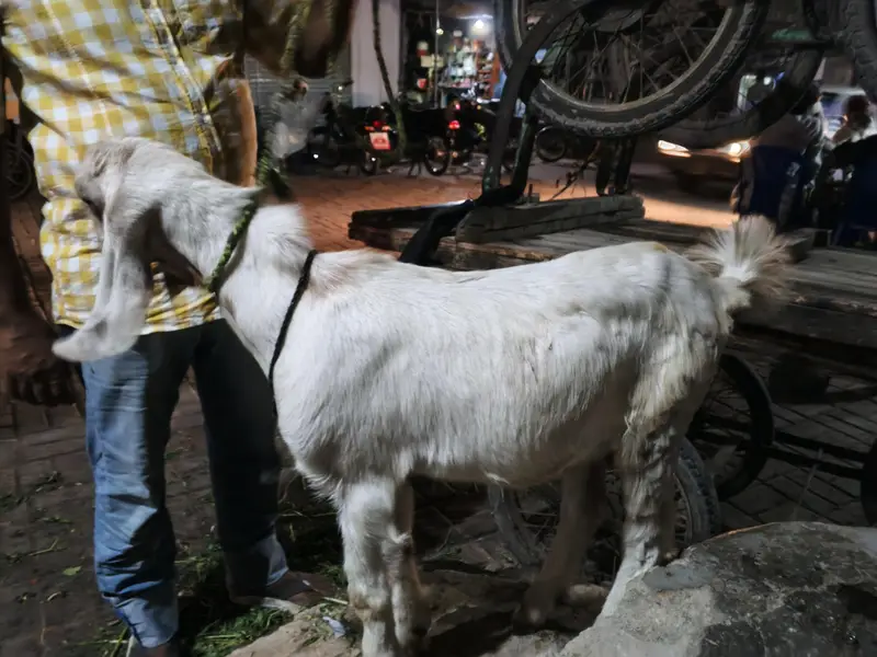 Tapra hai — photo 8