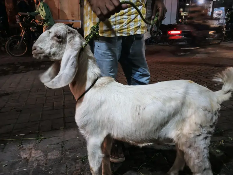Tapra hai — photo 9