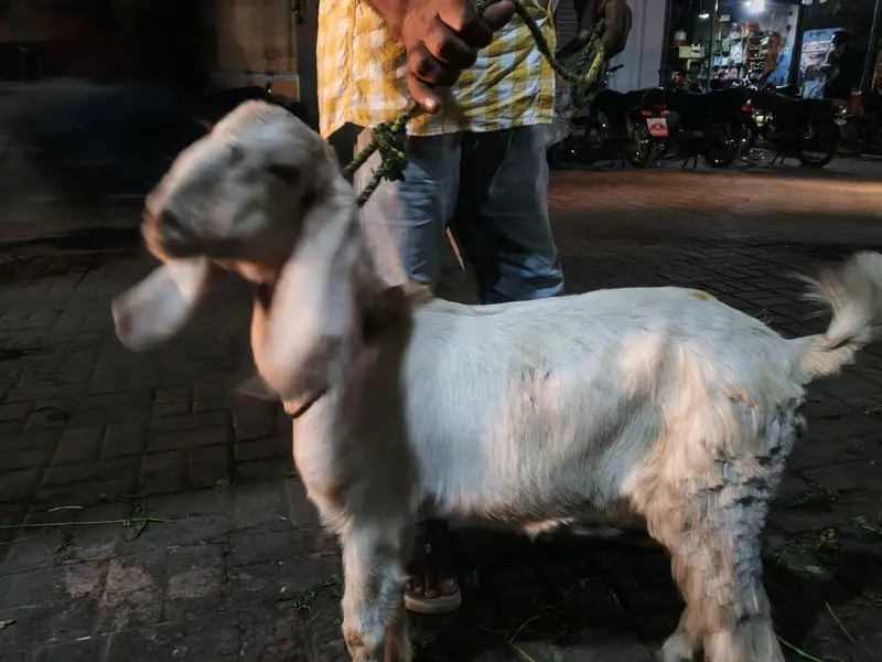 Tapra hai — photo 10