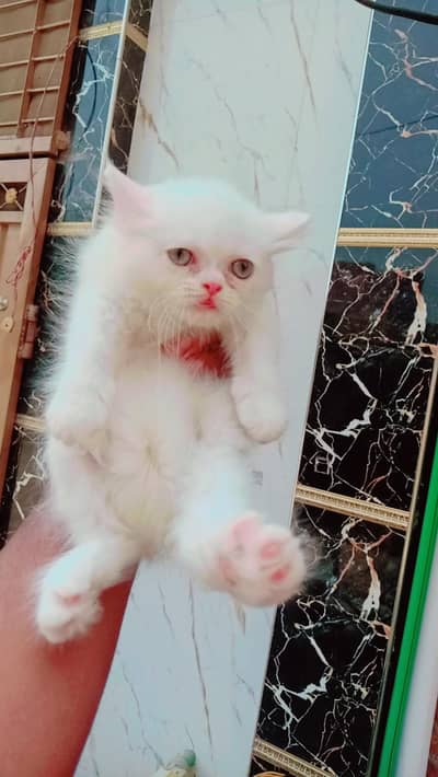 Persian kitten piear available