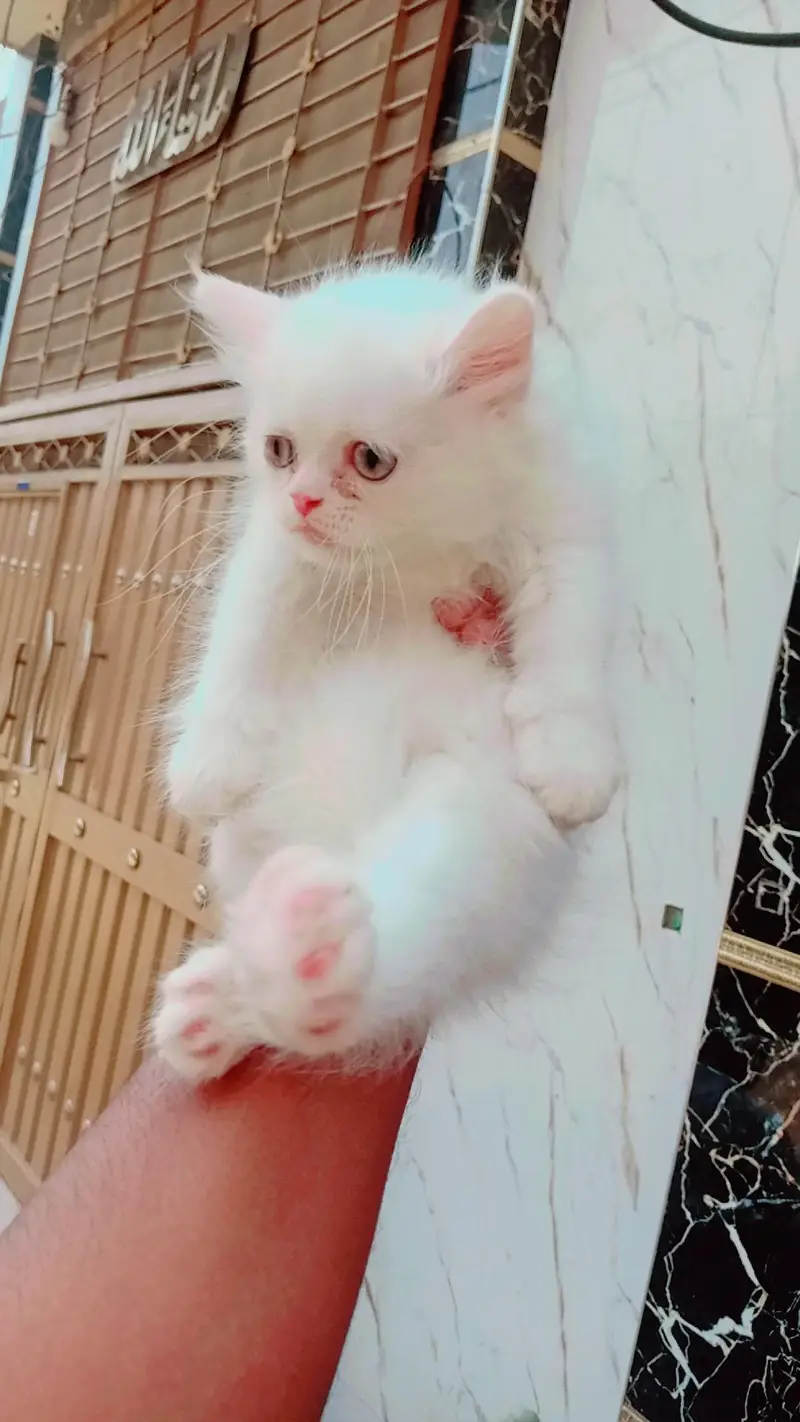 Persian kitten piear available — photo 2