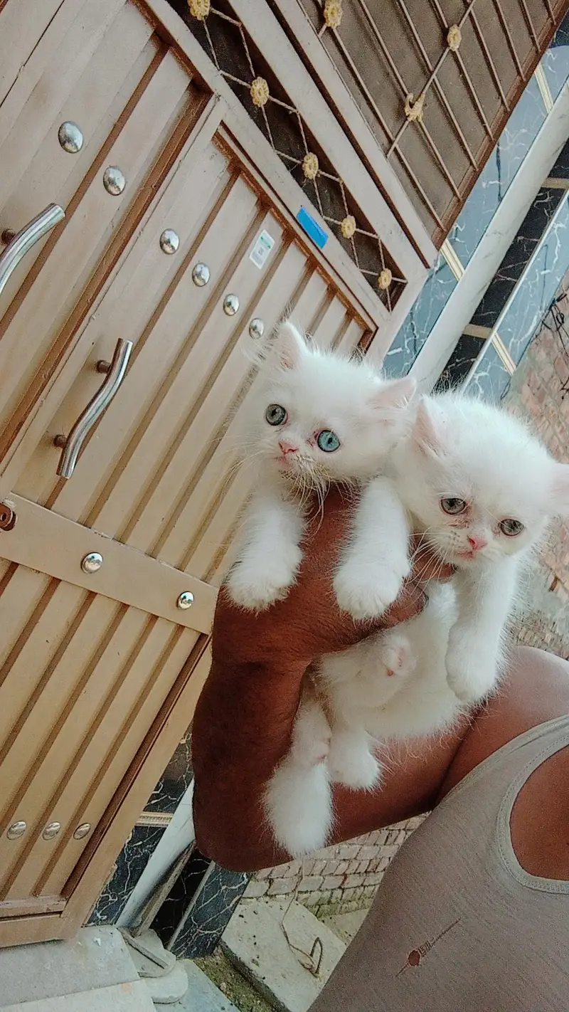 Persian kitten piear available — photo 3