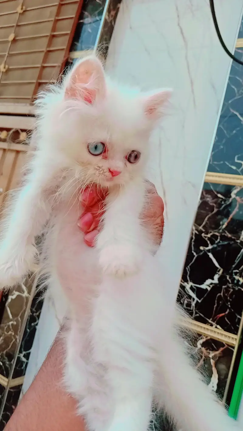 Persian kitten piear available — photo 4