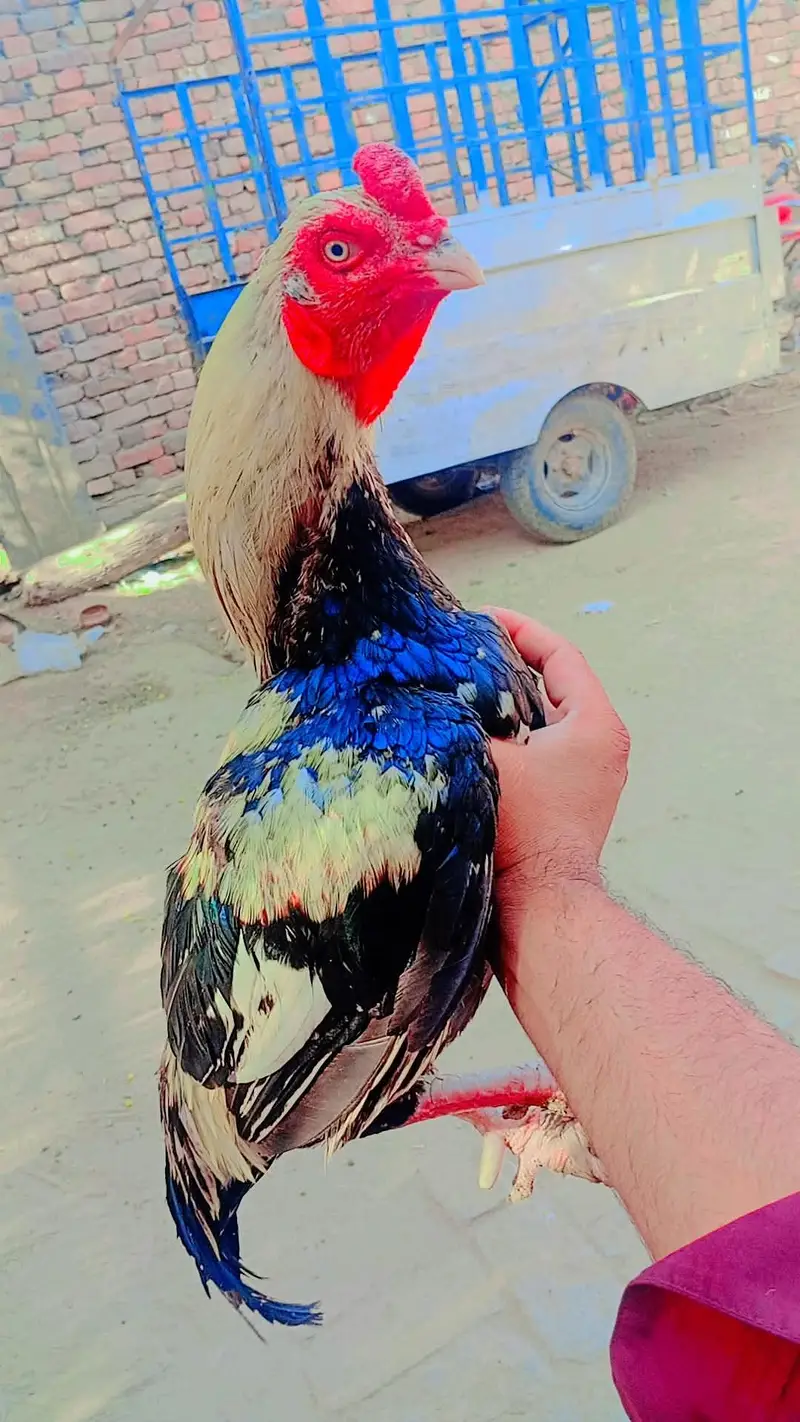 Aseel Murga Jawa majbot Serio wali Dum — photo 2