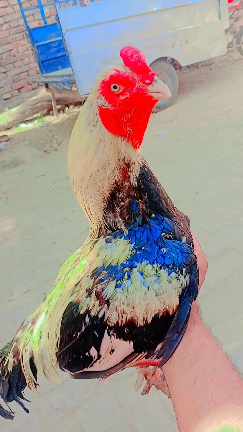 Aseel Murga Jawa majbot Serio wali Dum — photo 3